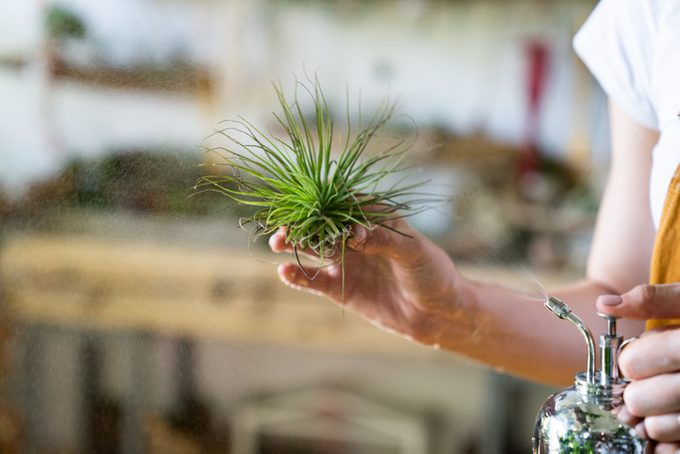 misting watering air Plant