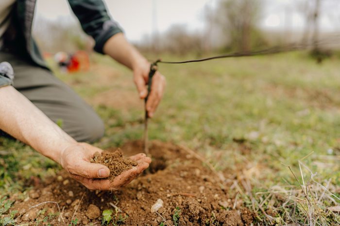 Planting grapevines