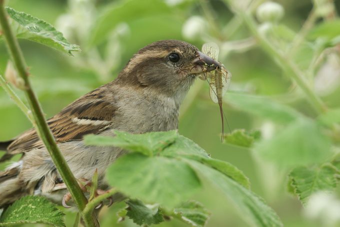 A female House Sparrow, Passer domesticus, hiding amongst the bramble leaves with a Mayfly in its beak. She is collecting insects to feed her babies.