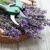 When (and How) to Prune Lavender for Pretty, Fragrant Blooms