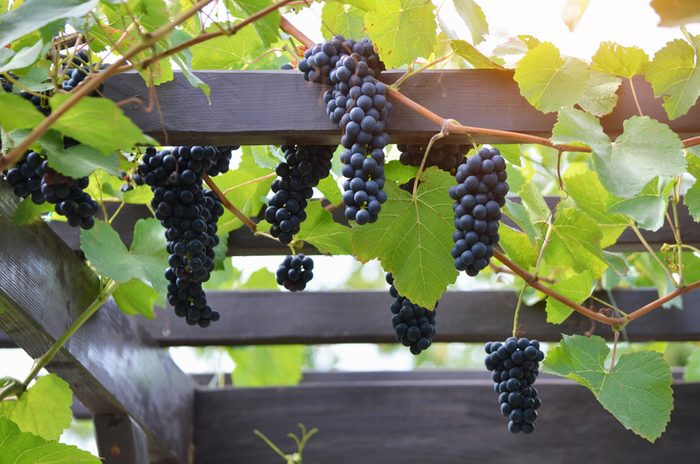 Red varietal wine grape clusters on the vine. Growing grapes on a pergola.