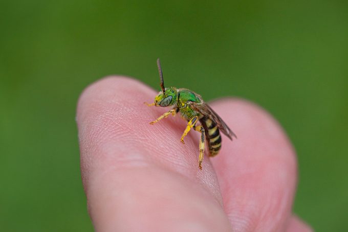 Green metallic bee, sweat bee, Agapostemon virescens, Halictidae, Abeille agapostemon.