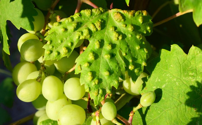 Eriophyes vitis is a mite species in the genus Eriophyes infecting grape leaves, Vitis vinifera.