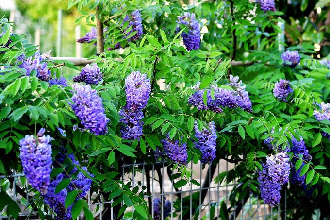 American Wisteria / Wisteria Frutescens / American Frutescens
