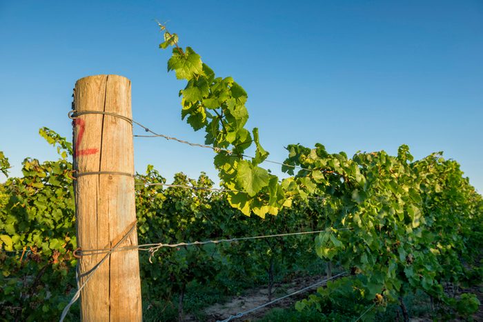 Vineyard in Southwestern Michigan