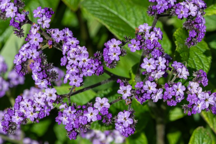 Heliotrope (heliotropium arborescens) flowers