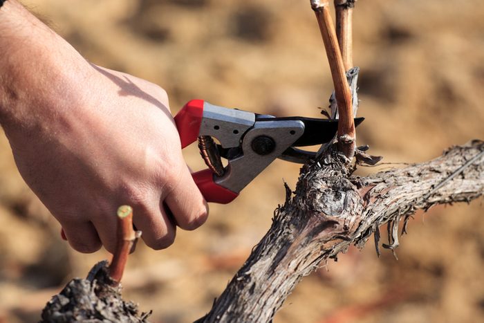 Viticulture