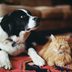 Is Bird Flu Dangerous for Cats and Dogs?