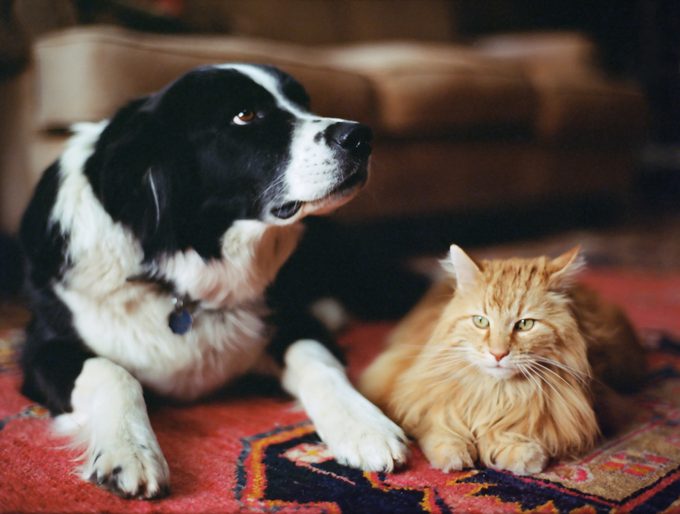 Is Bird Flu Dangerous for Cats and Dogs?
