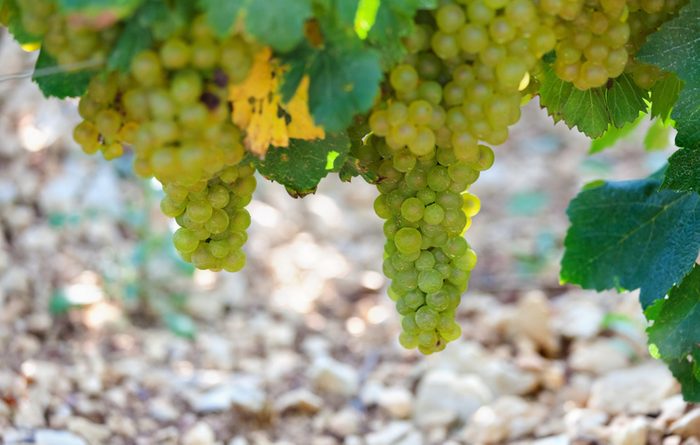 Ripe Chardonnay Grapes in September Harvest Time in France