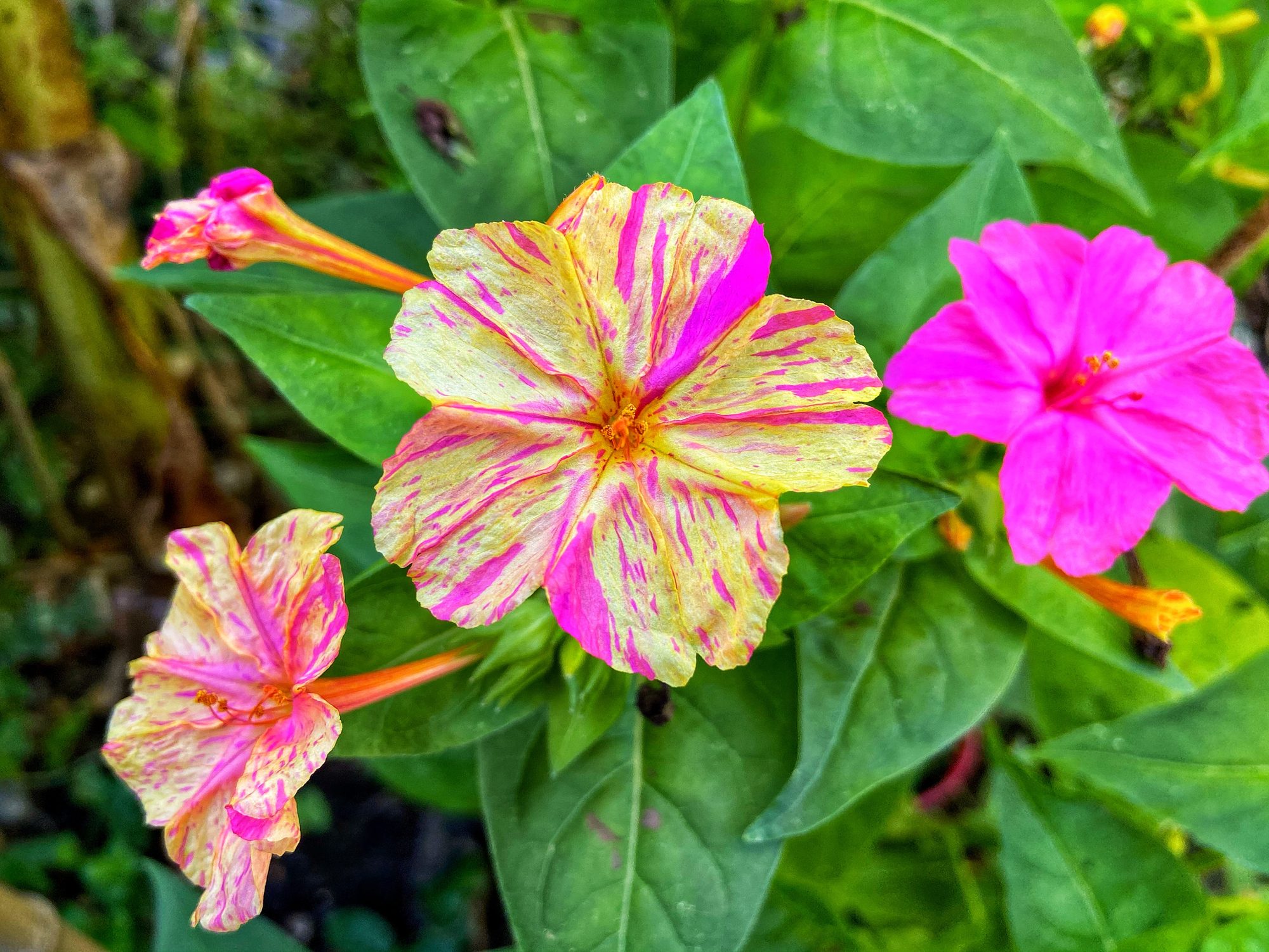 Four o'clocks or mirabilis
