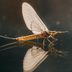 All About the Mayfly Insect: Larvae, Lifespan and More