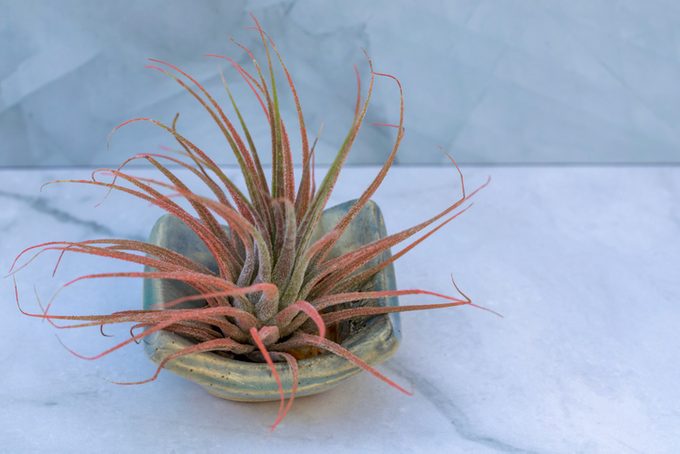 Ionantha Guatemala air plant