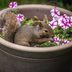 How to Keep Squirrels From Digging up Flower Pots and Bulbs
