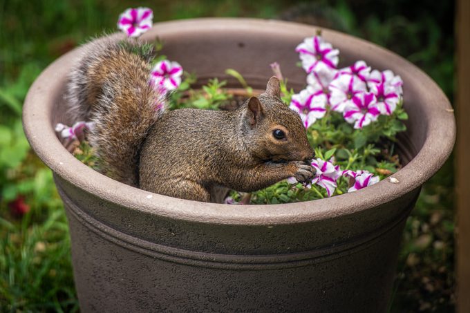 How to Keep Squirrels From Digging up Flower Pots and Bulbs