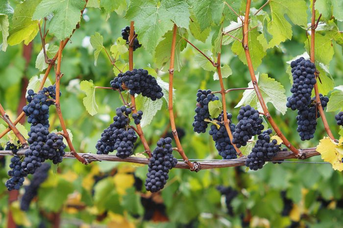 Pinot Noir Clusters
