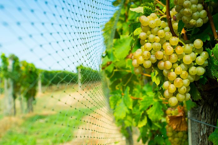 Bird netting at vineyard