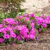 Azalea Bush Care and Growing Tips