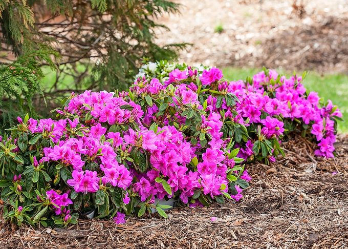 Azalea Bush Care and Growing Tips