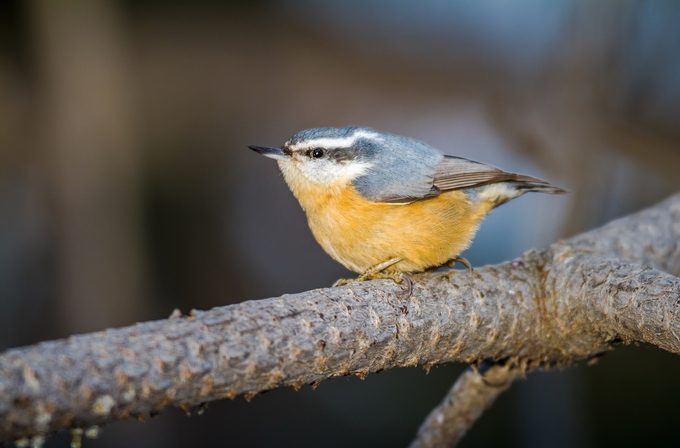 Redbreastednuthatch