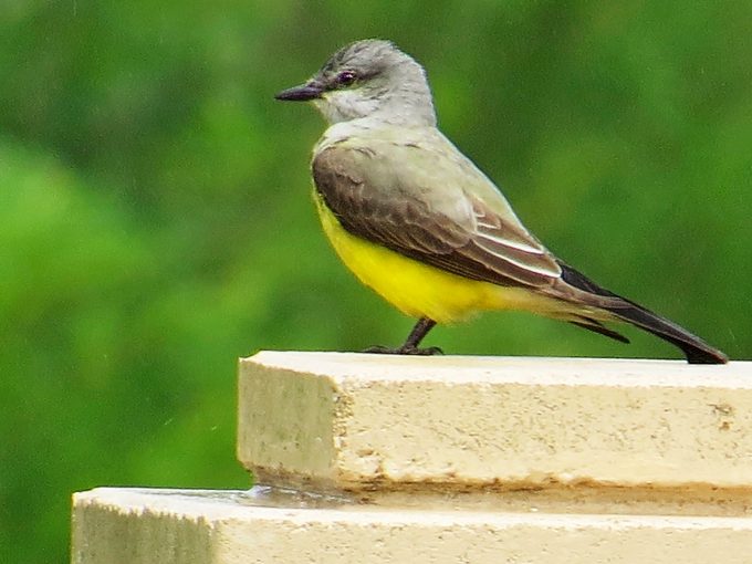 western kingbird