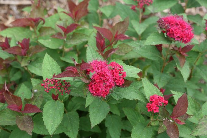 Double Play Doozie Spirea 3