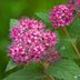 The Complete Spirea Bush Growing Guide