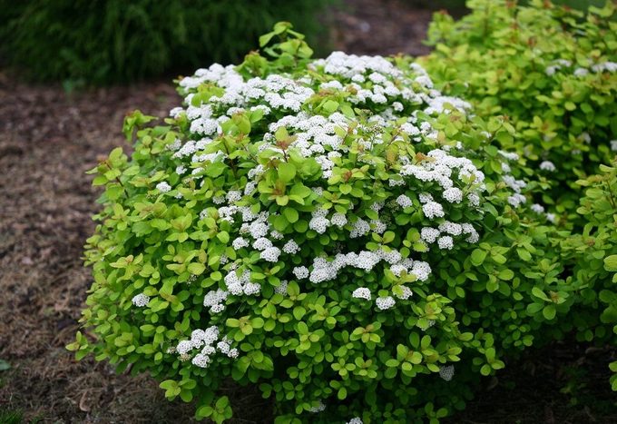 Glow Girl Spirea 0695
