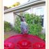 Boost Bird Feeding Excitement With a Smart Bird Feeder