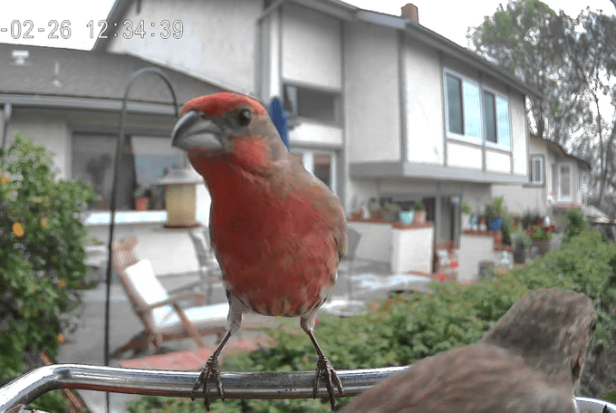 house finch smart feeder