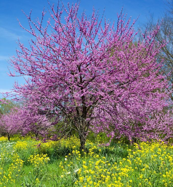 eastern redbud tree