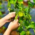 The Backyard Gardener's Guide to Growing Peas