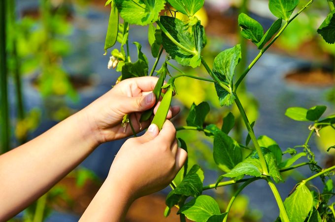 The Backyard Gardener’s Guide to Growing Peas