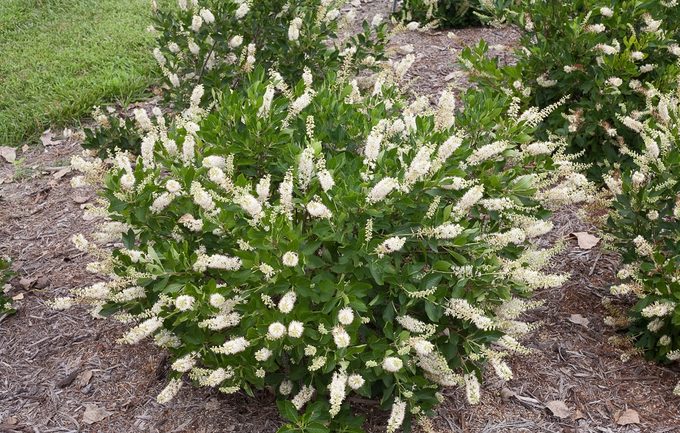 Vanilla Spice Clethra 3225