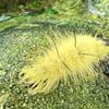 How to Identify an American Dagger Moth