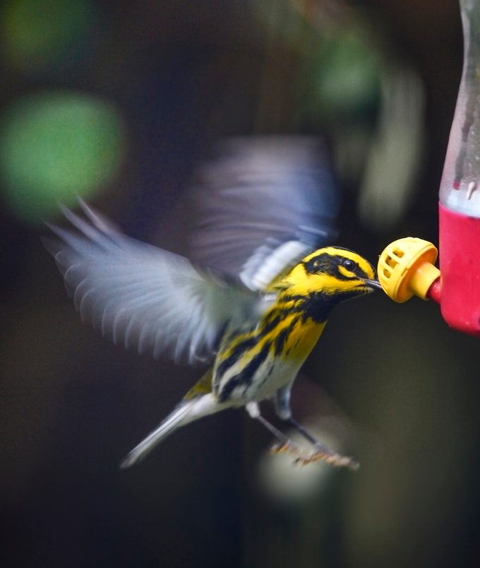 townsend's warbler at hummingbird feeder