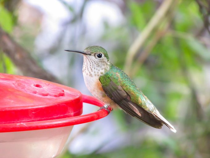 hummingbird banding