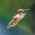 Hummingbird Banding: Tracking Tiny Travelers