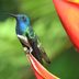 Female Hummingbirds Mimic Male Plumage to Dodge Harassment