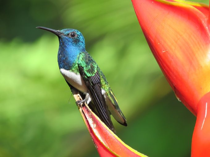 Female Hummingbirds Mimic Male Plumage to Dodge Harassment
