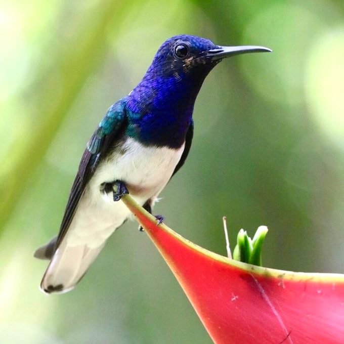 white-necked jacobin, female hummingbirds mimic males