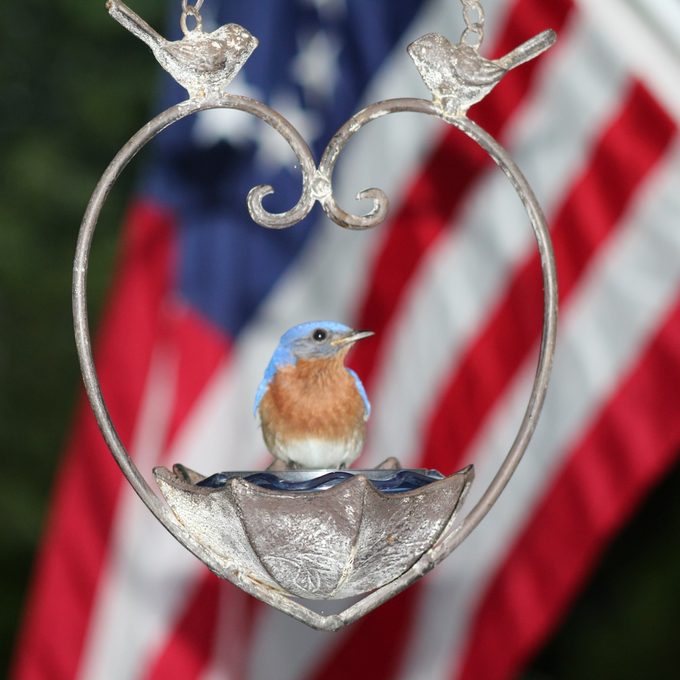 8 Ways to Protect Your Backyard Birds