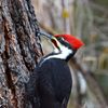Woodpeckers