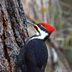 Pecking Pileated Woodpecker Damages Vehicles in Massachusetts