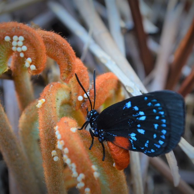 Butterfly Eggs: Where Do Caterpillars Come From?