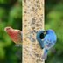 Avian Influenza: Should You Take Down Bird Feeders?
