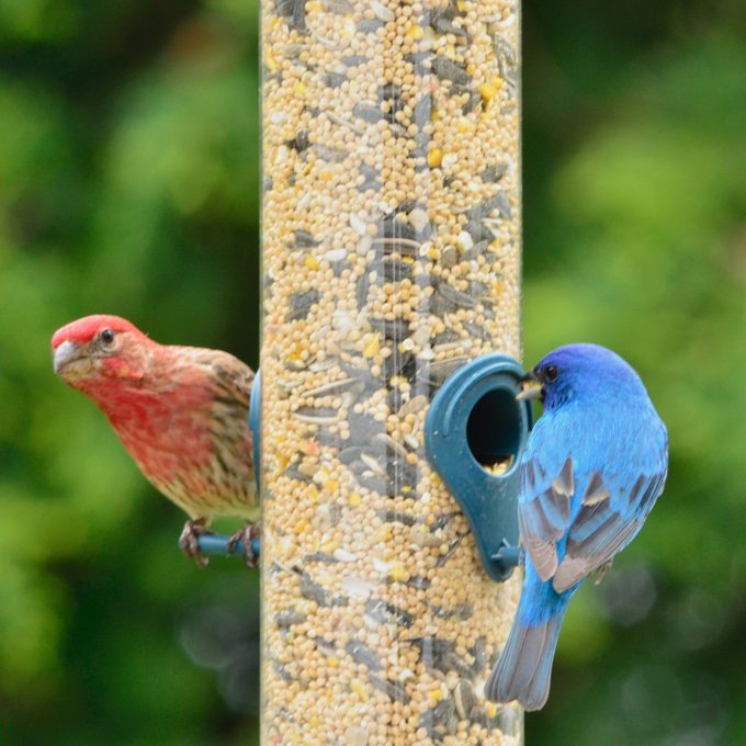 Avian Influenza: Should You Take Down Bird Feeders?