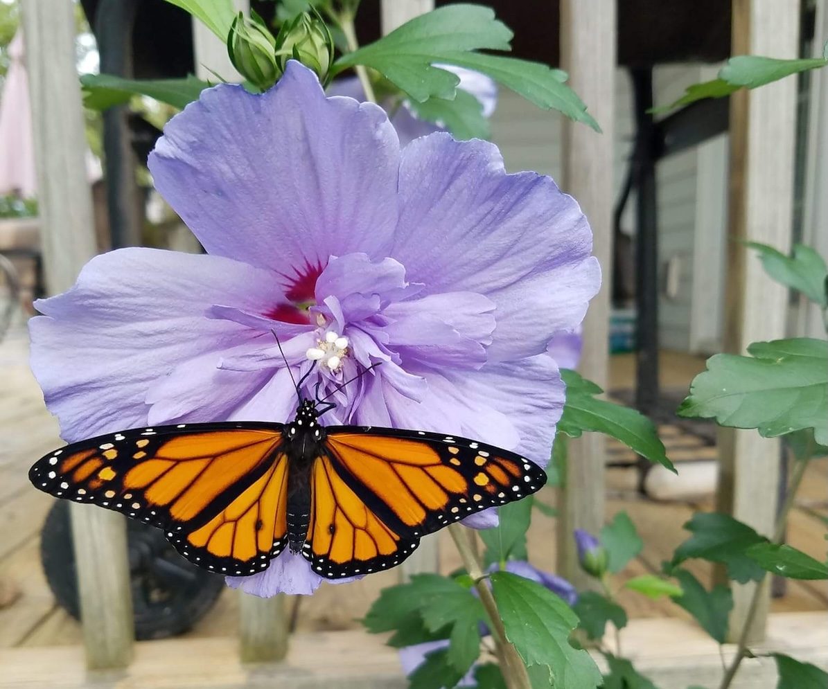 rose of sharon and monarch butterflies, bushes that attract butterflies