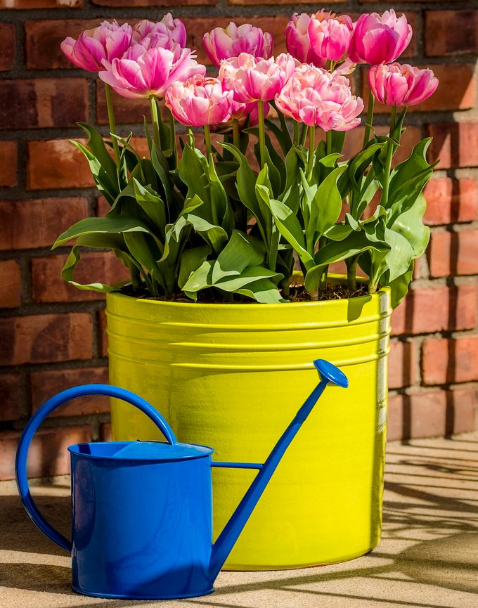 is it bad to water plants during the day