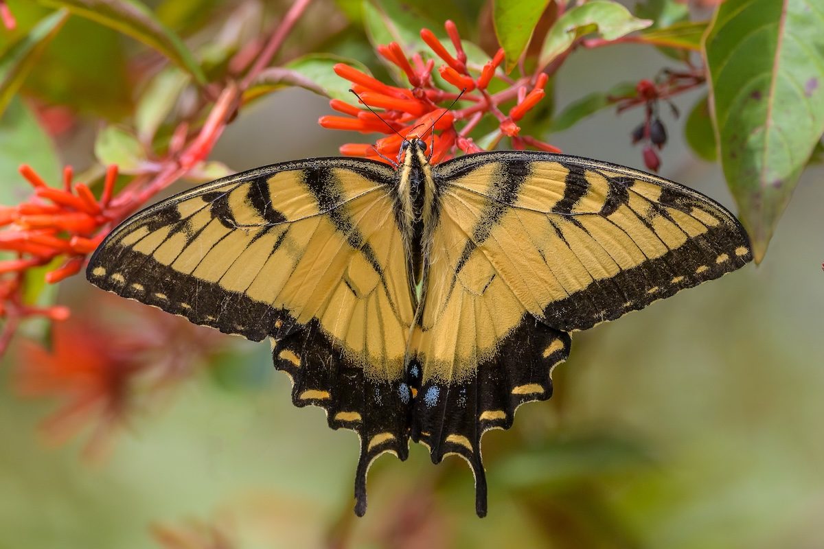 firebush, bushes that attract butterflies